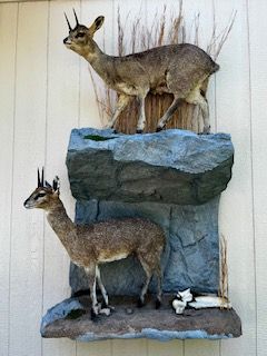 Two Klipspringer taxidermy mounts on a rocky display