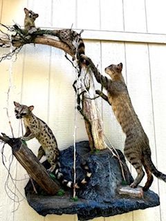 Taxidermied animals, possibly genets, climbing a faux tree
