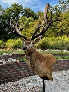 Deer taxidermy mount with large antlers, outdoors