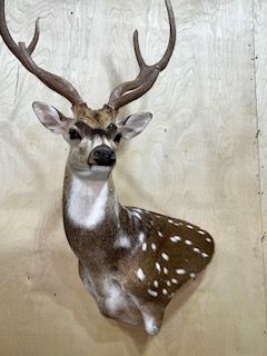 Taxidermied spotted deer head mount on a light-colored wooden wall
