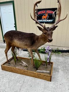 Taxidermied deer with large antlers, on a wooden base with plants and driftwood