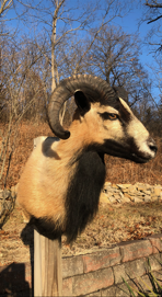 Taxidermied goat head with large curved horns, tan and black fur, mounted outdoors