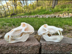 Two primate skulls on a brick ledge outdoors