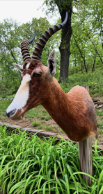 Mounted blesbok head with twisted horns, brown body, white face, and green foliage background