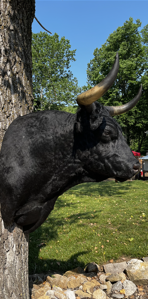 Black bull head mount on a tree, horns curved, against a blue sky and green grass