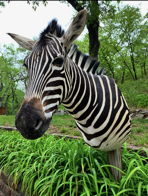 Zebra head sculpture on a post, with black and white stripes, green plants in front, and trees in the background