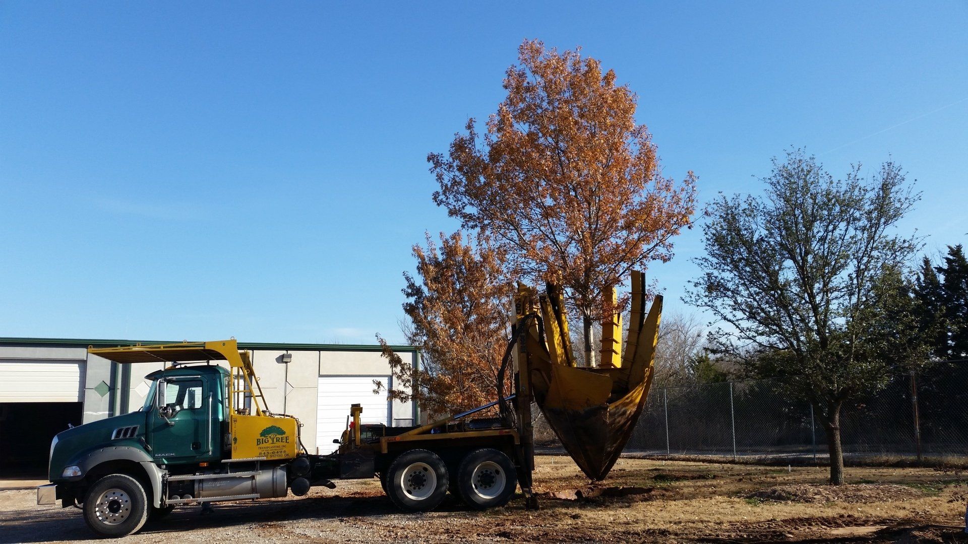 Tree transplanting