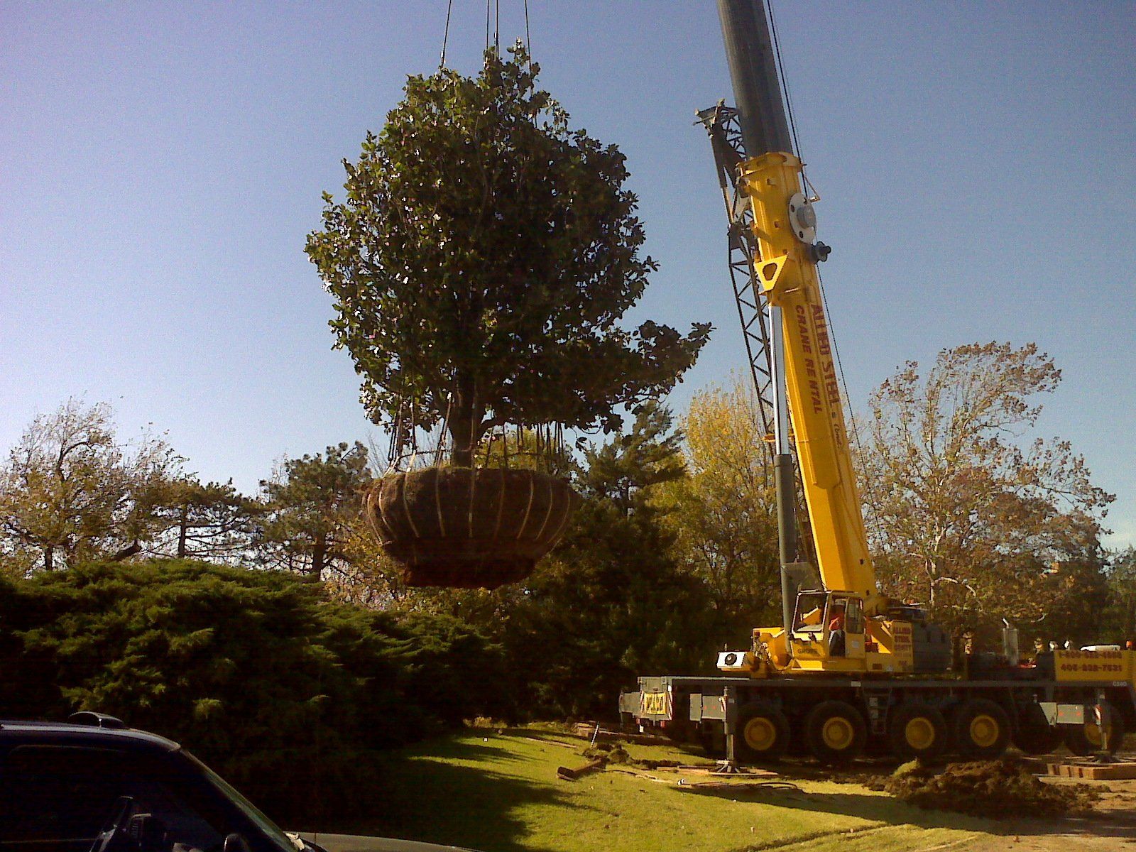 Tree transplanting