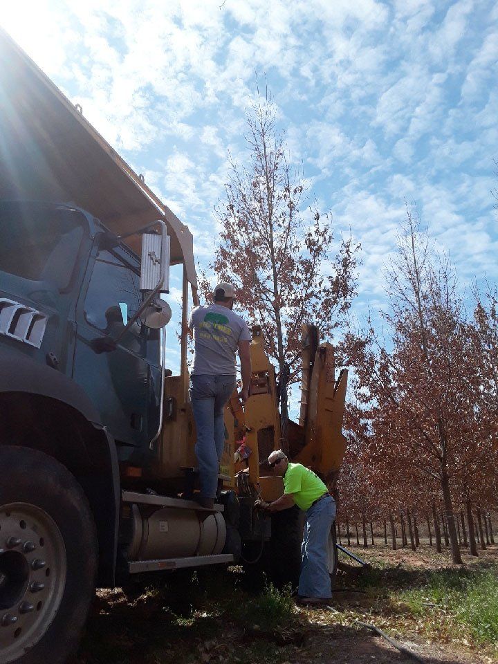 Tree transplanting