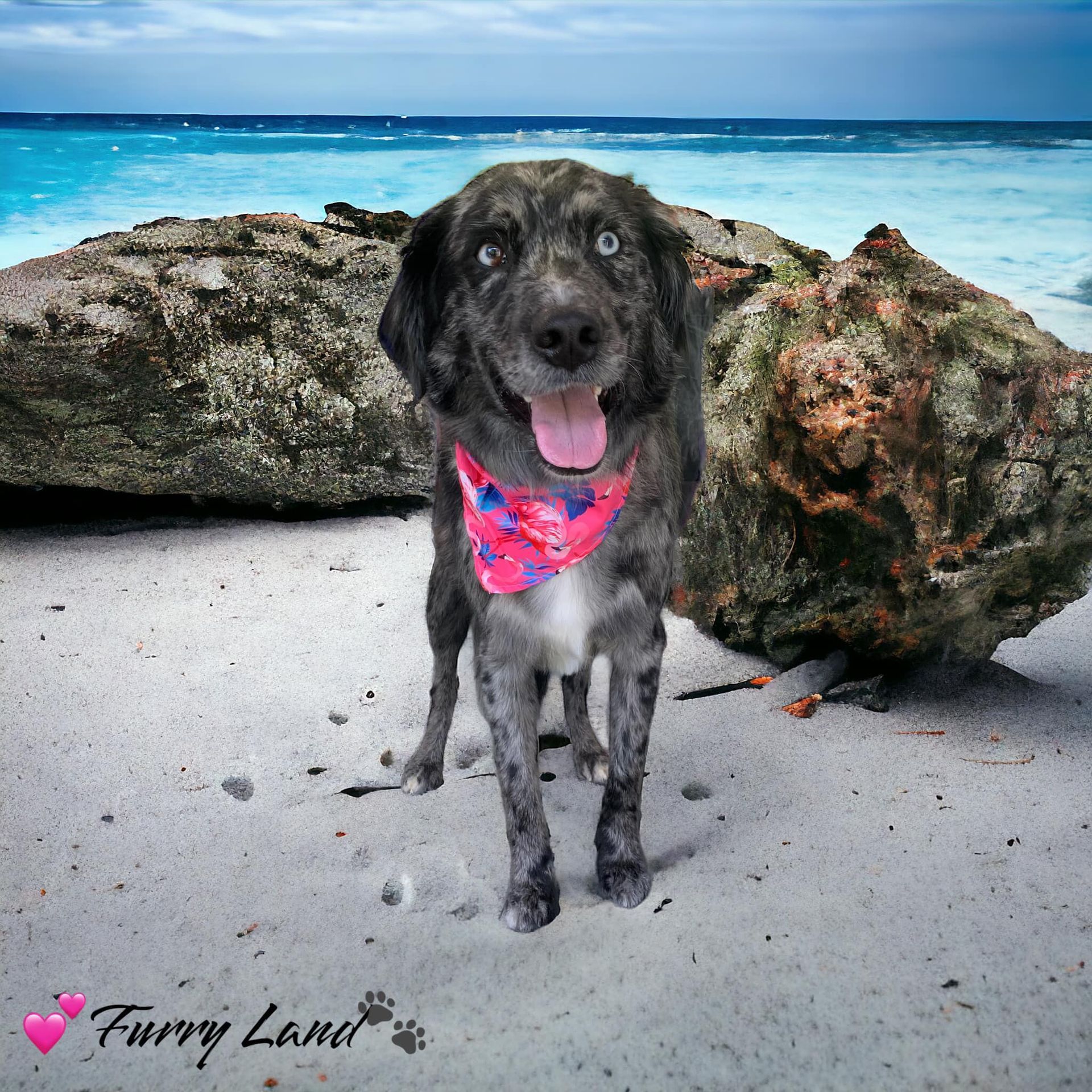 Mobile Pet Groomer Hershey, PA Hummelstown, PA