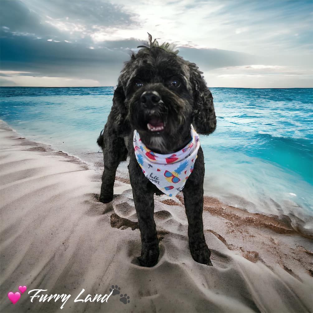 Mobile Pet Groomer Hershey, PA Hummelstown, PA