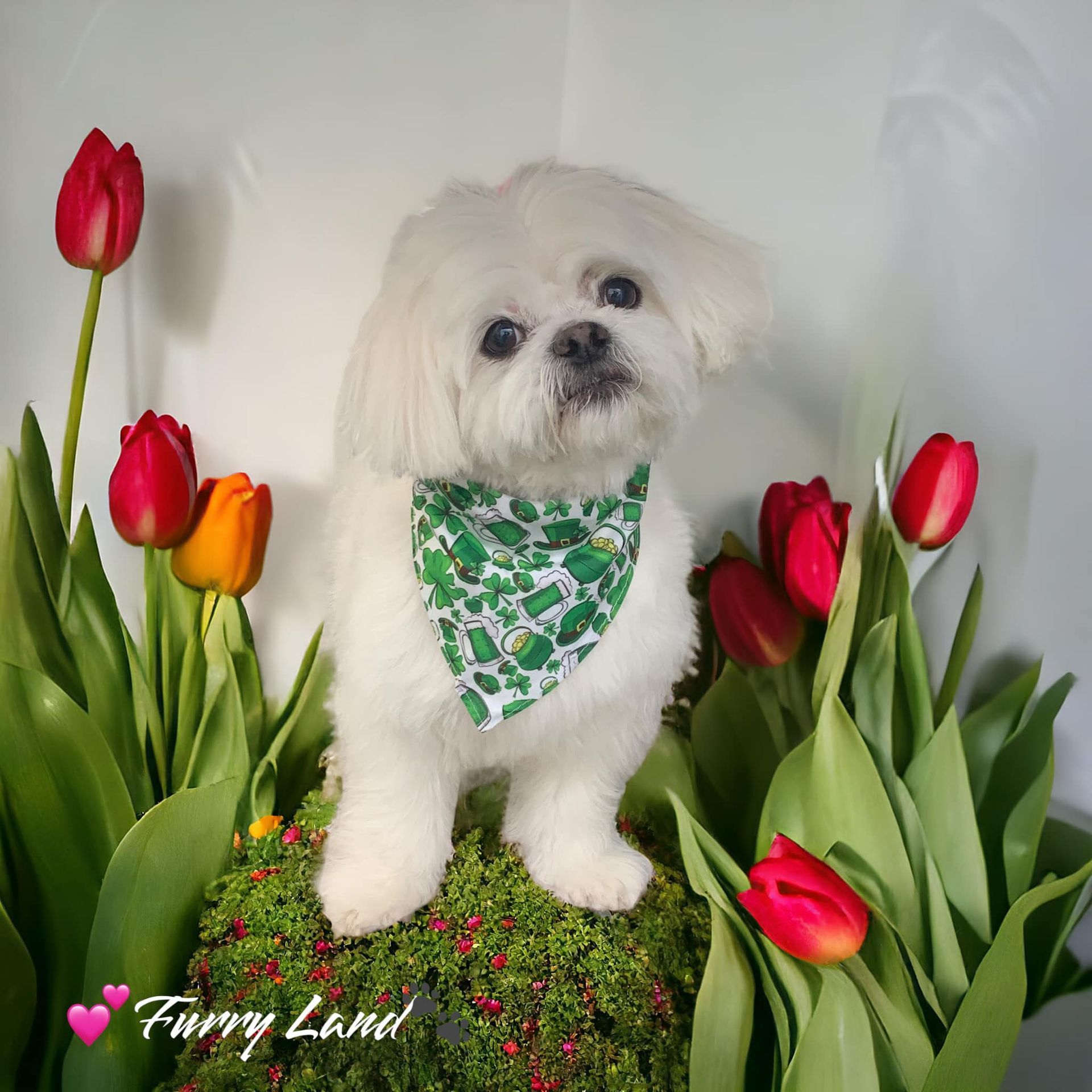 Mobile Pet Groomer Hershey, PA Hummelstown, PA