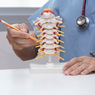 Doctor using pencil to demonstrate anatomy of artificial human cervical spine model in medical office,