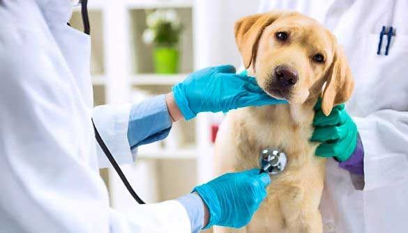 Veterinarians examining a yellow Labrador puppy with a stethoscope in a clinic.