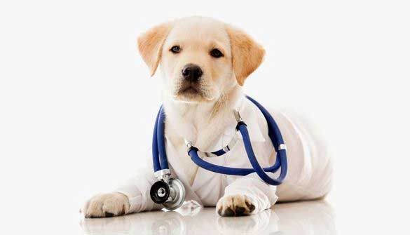 Labrador puppy wearing a doctor's coat and stethoscope, looking at the viewer.