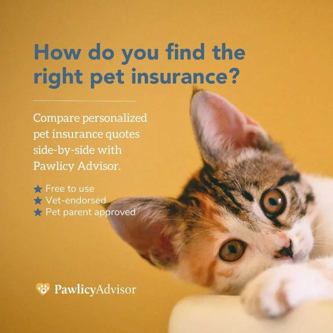 A kitten on yellow background. Text: