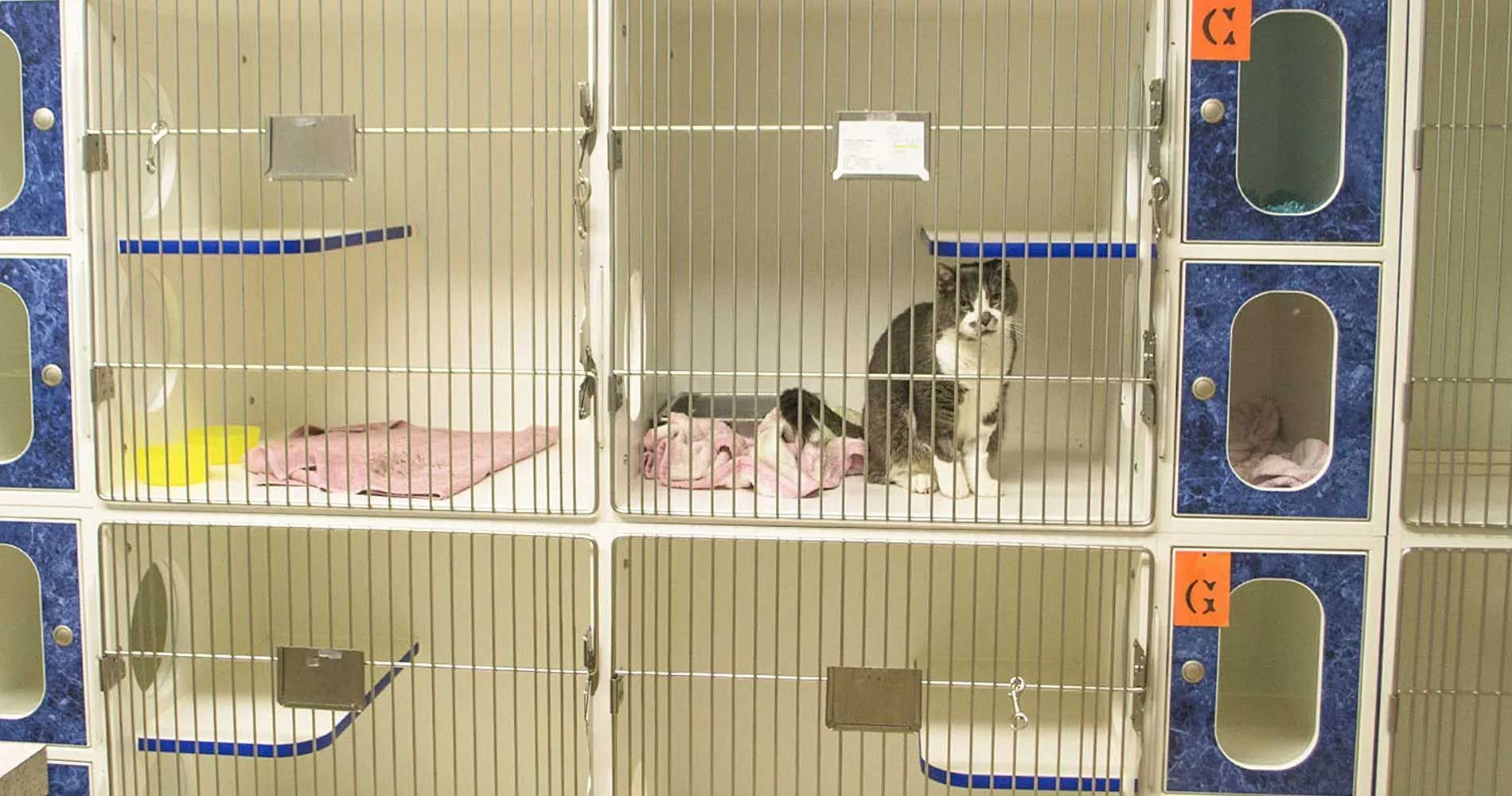 Wellsboro Small Animal Hospital P.C.