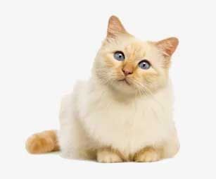 Wellsboro Small Animal Hospital P.C.