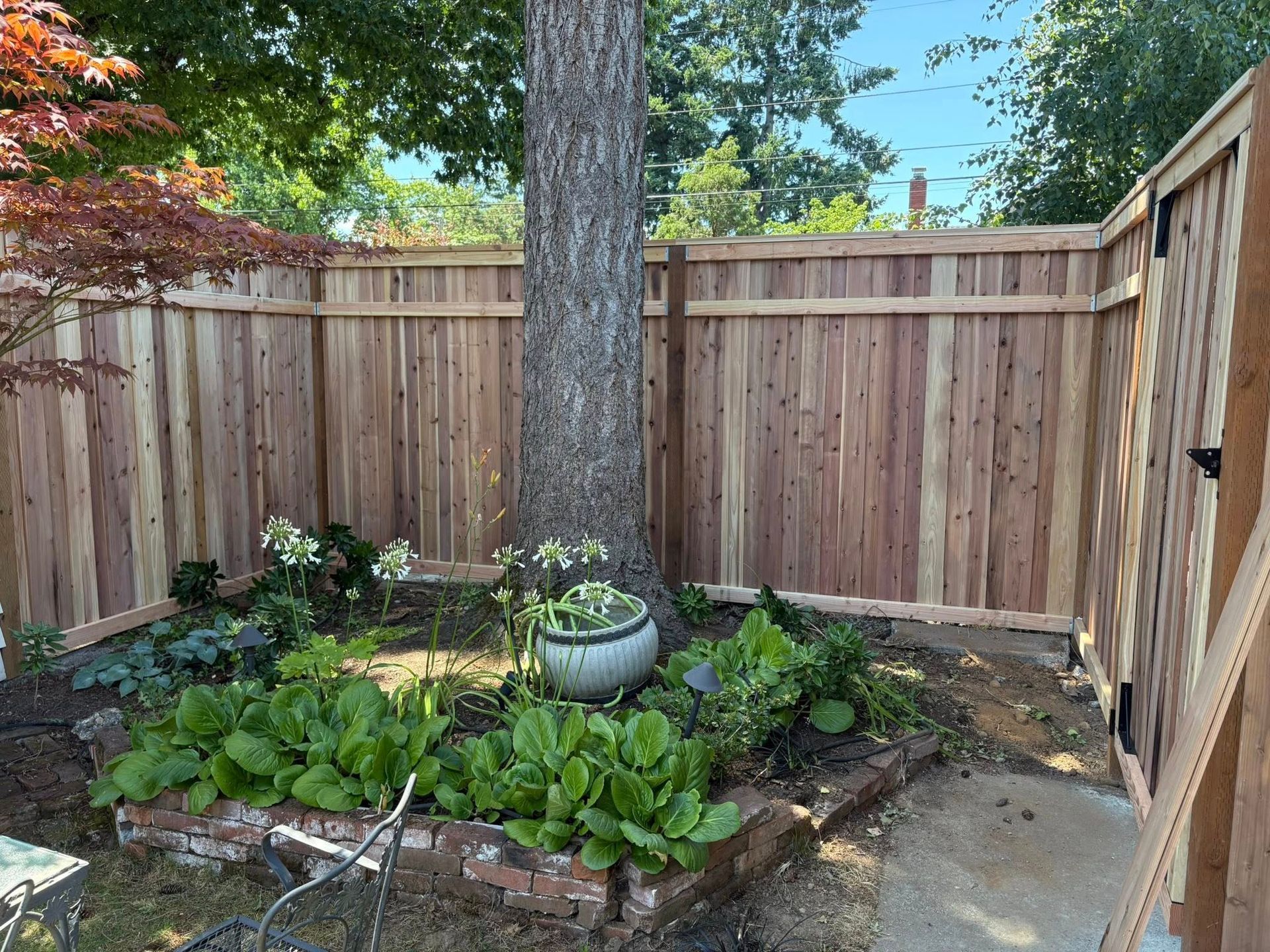 A cedar wood fence surrounds a garden area with a large tree, a small white planter, and green hosta plants.