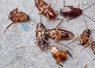dead cockroaches