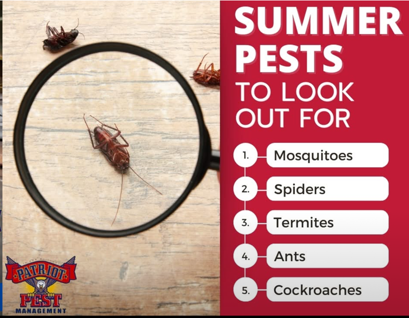 A picture of a cockroach under a magnifying glass that says summer pests to look out for