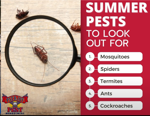 A picture of a cockroach under a magnifying glass that says summer pests to look out for