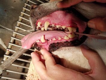 Pet dental service