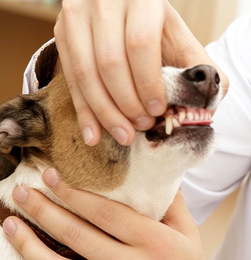 Dog's teeth being checked