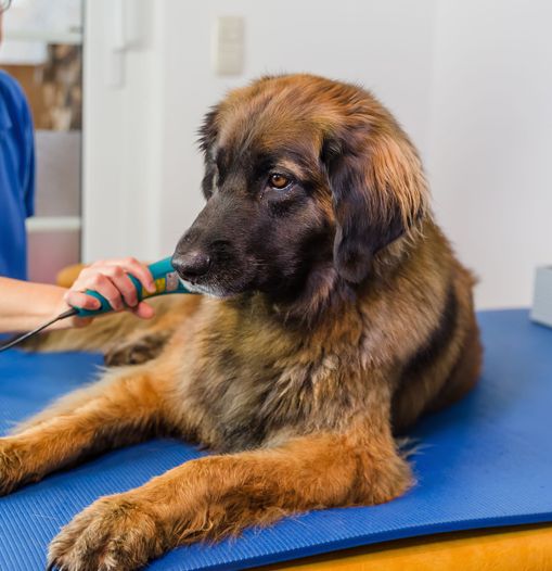 Dog having laser therapy