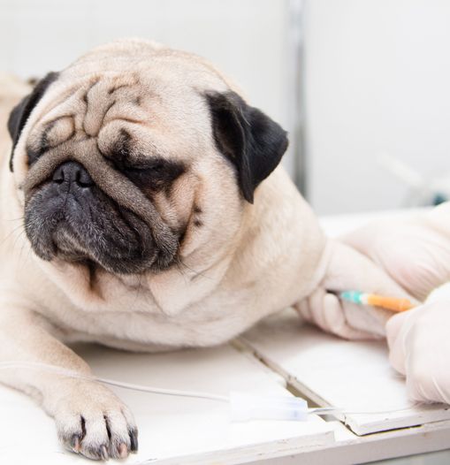 Dog being injected with medicine