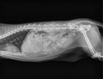 Pet xray