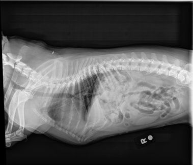 Pet xray
