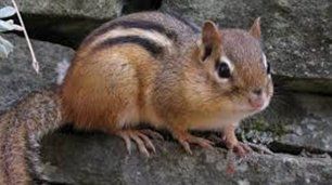 Chipmunk Removal  Safeway Wildlife & Pest Control