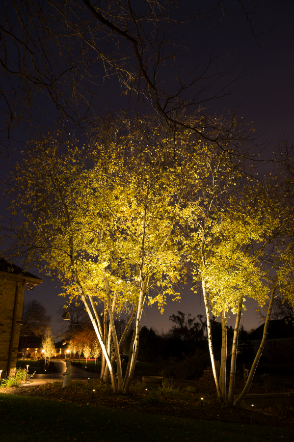 A group of trees are lit up at night.