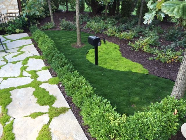 A mailbox in the middle of a lush green garden