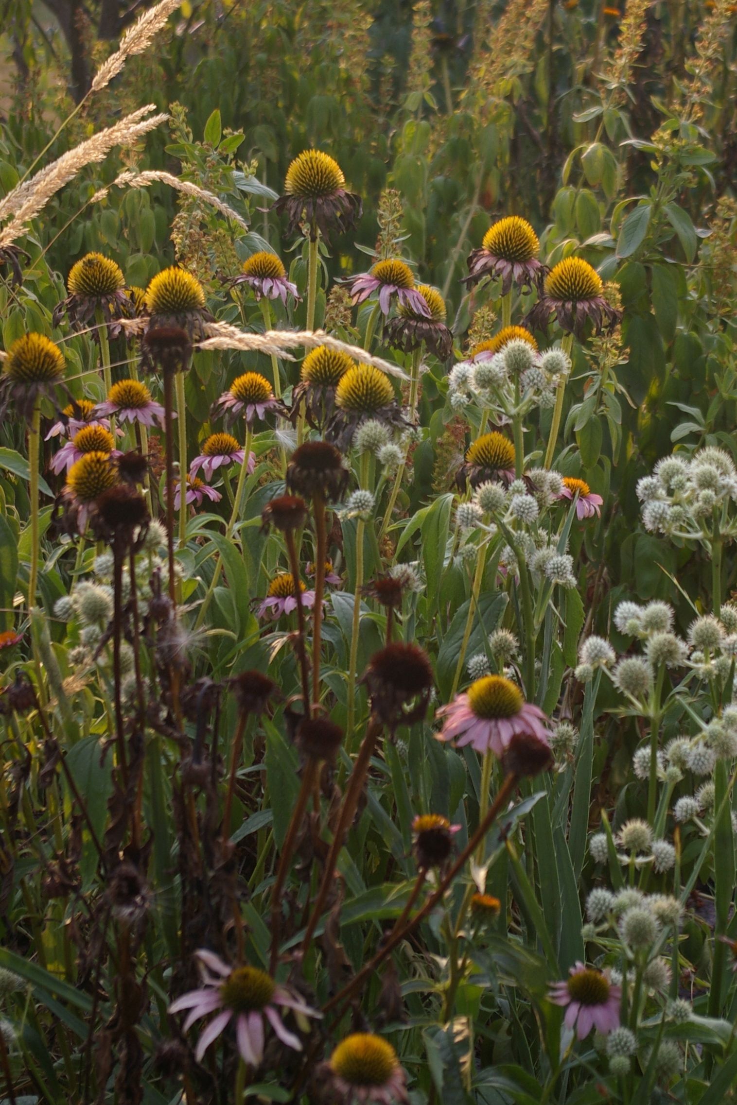 Different types of flowers in a field