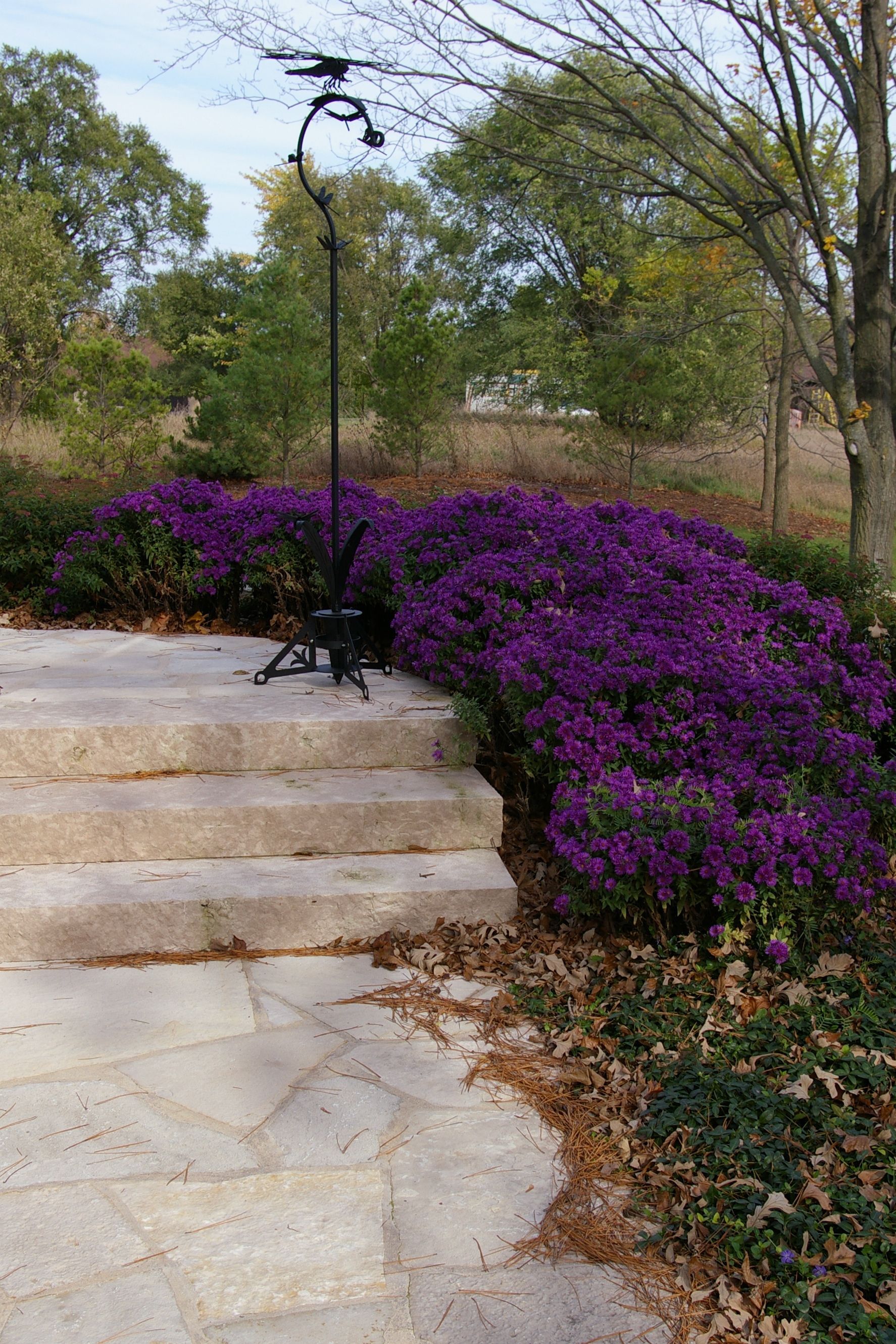 A row of purple flowers growing next to a set of stairs