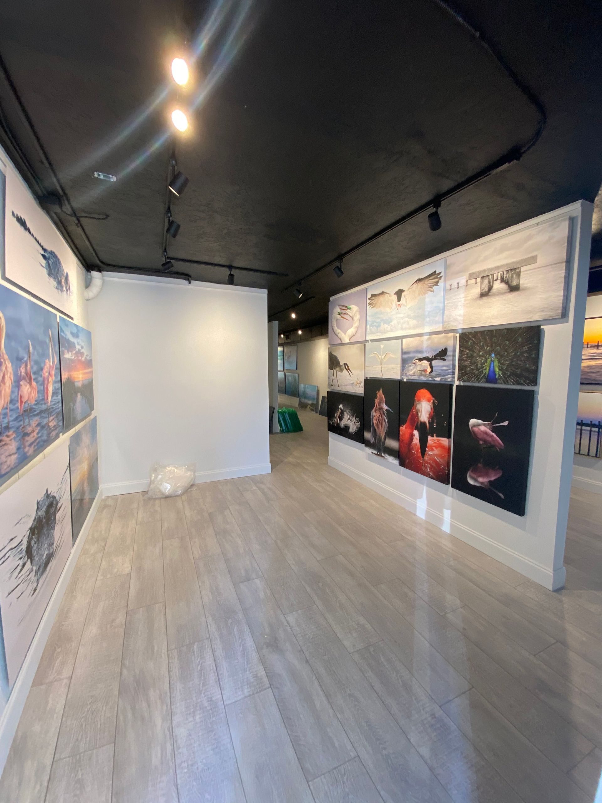 Modern art gallery interior with framed paintings on white walls and black ceiling track lights