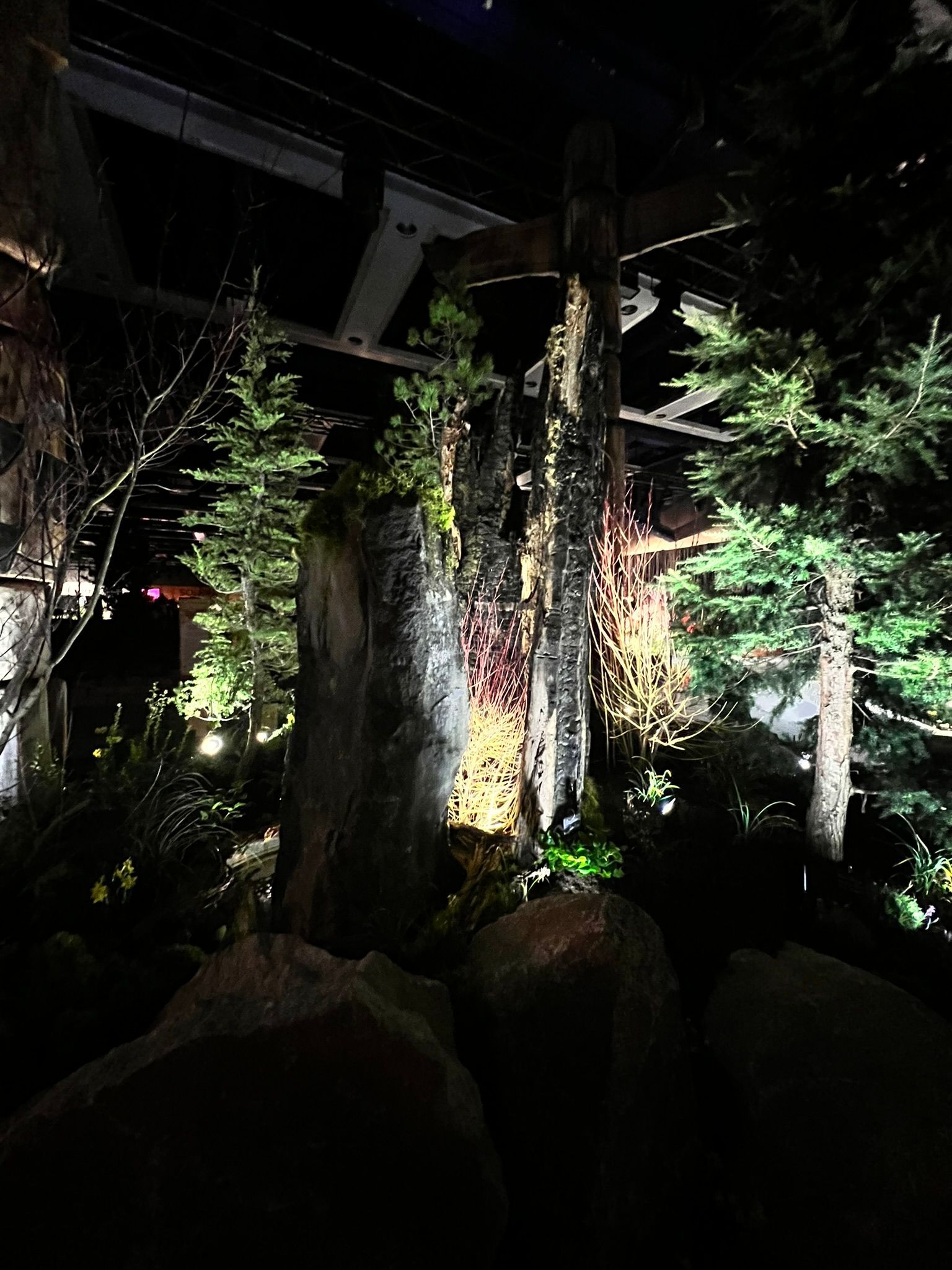 A group of trees are lit up at night in a dark forest.