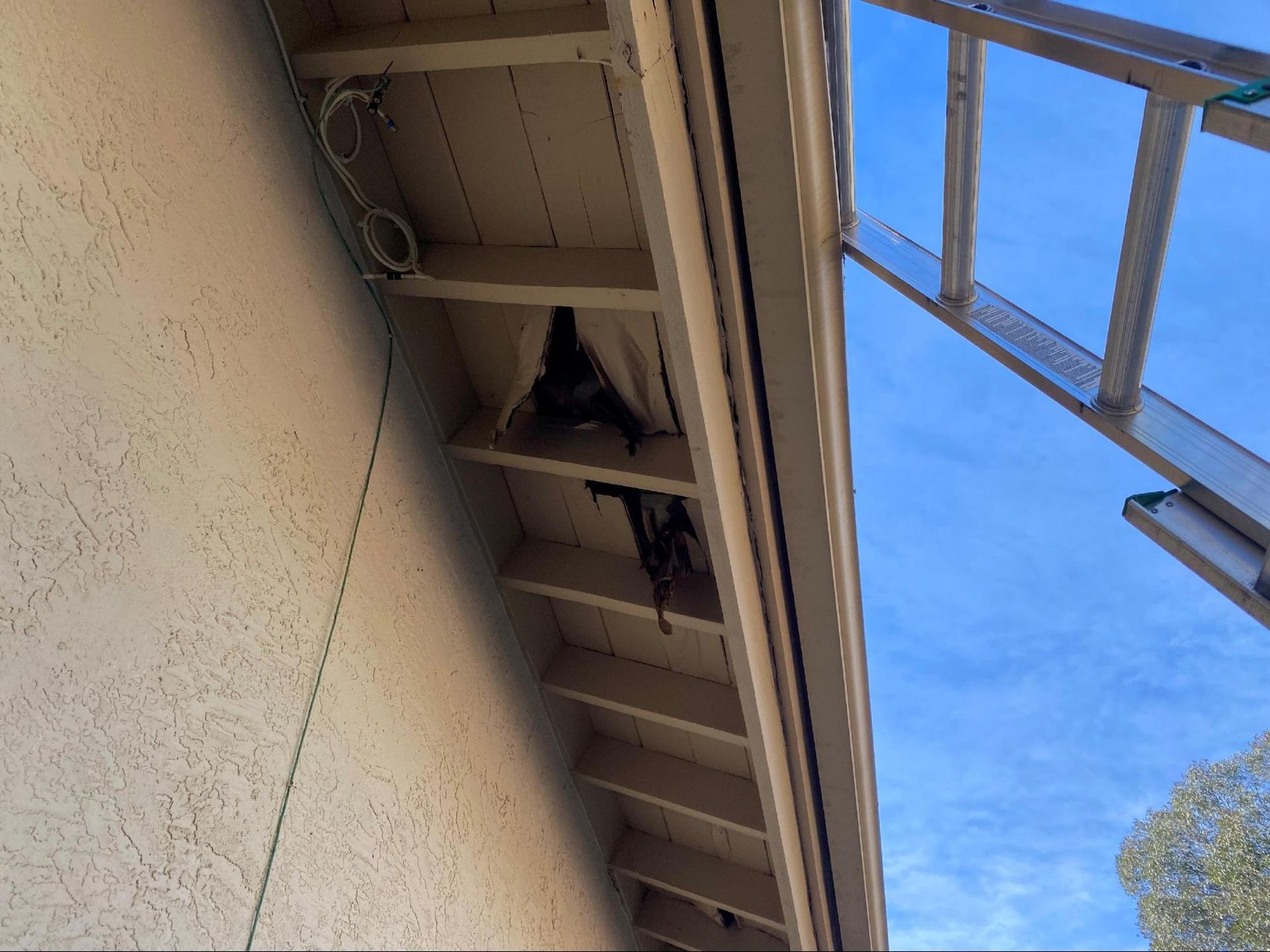 Bats hanging under a beige building's eaves, near a gutter and a ladder, against a blue sky.