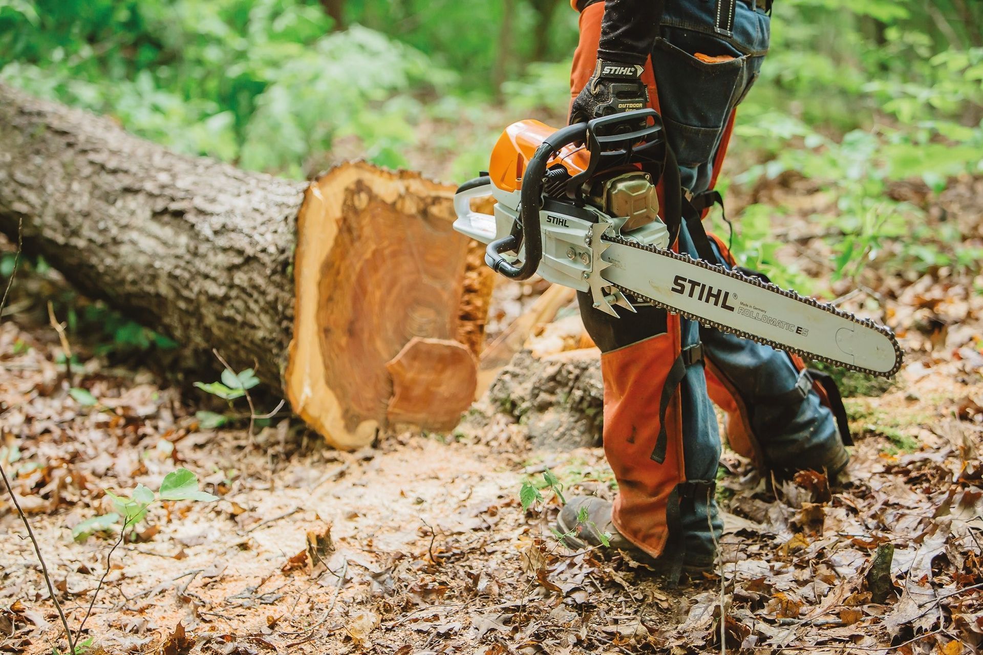 Person using a Stihl chainsaw to cut a log in a forest.