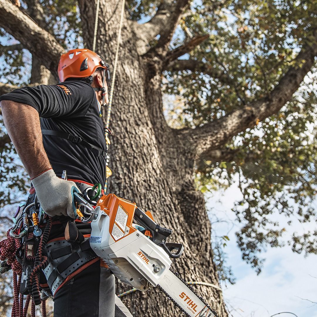 Arborist in a tree, wearing a helmet and harness, holding a chainsaw.