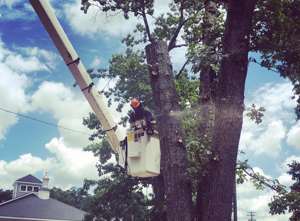 Learn More About Tree Removal cutting tree