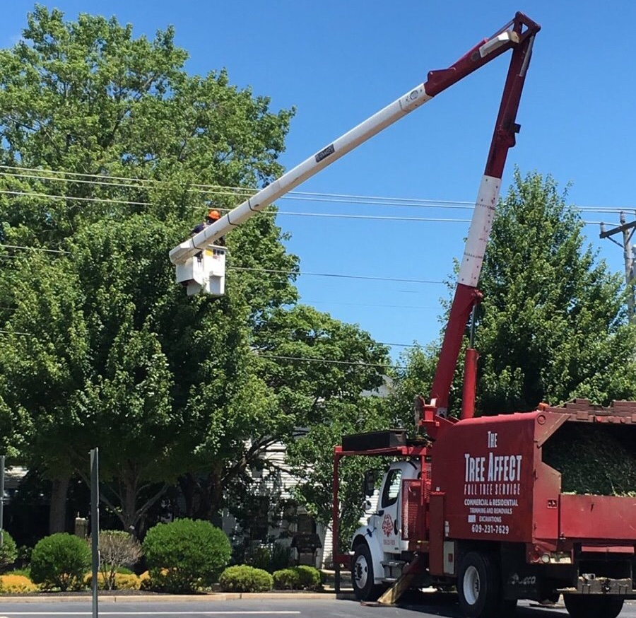 Learn More About Tree Trimming Tree Trimming