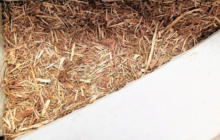 Aromatic Cedar