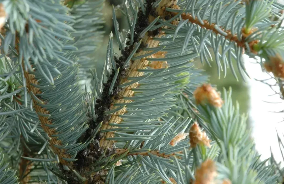 Is a Fall Pest Affecting Your Conifers?