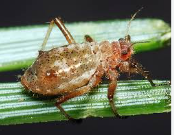 Fall Alert: Conifer Aphids Are on the Move!