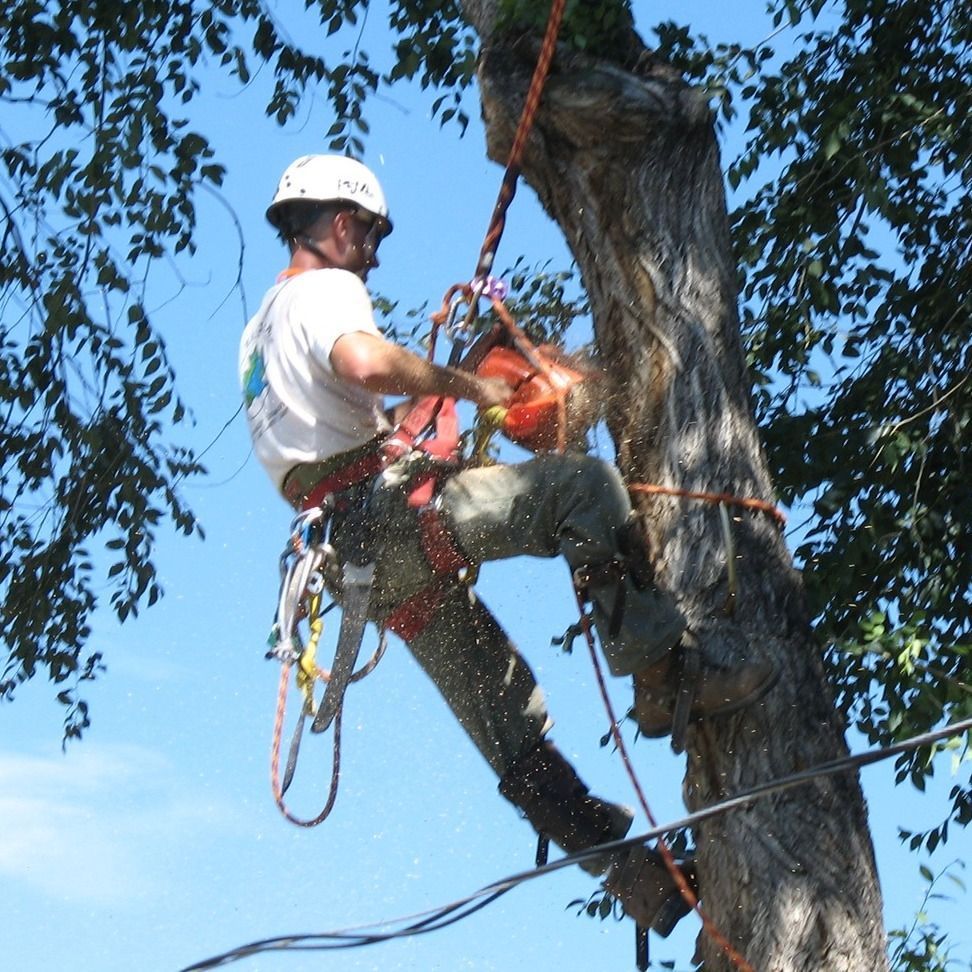 A man wearing a white helmet is climbing a tree
