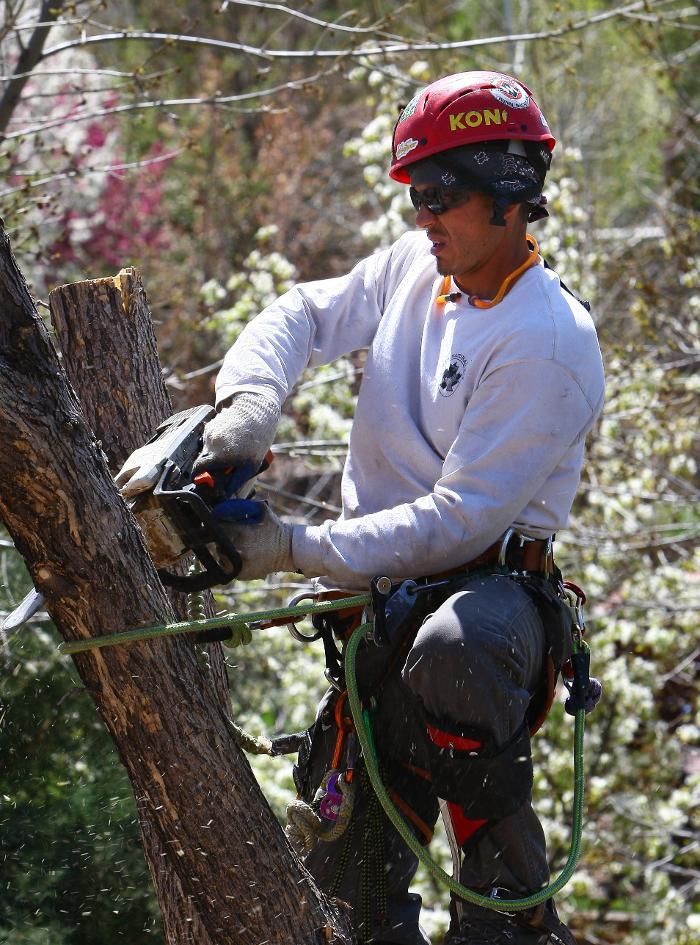 A man wearing a red helmet is cutting a tree branch with a chainsaw.