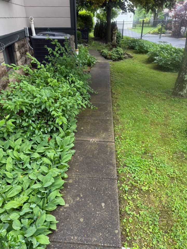 Narrow concrete path beside lush green shrubs and lawn along a house on a rainy day